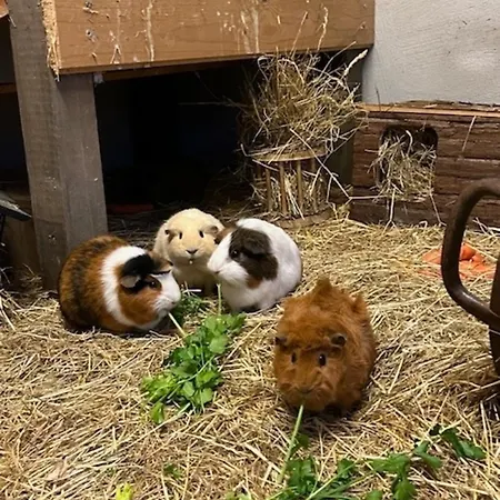 Ferien Und Freizeithof Engelau - Zi 4